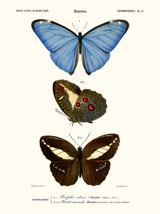 Papillons Morpho - Affiche 24x30 cm - repro d'une planche naturaliste - Salam Editions