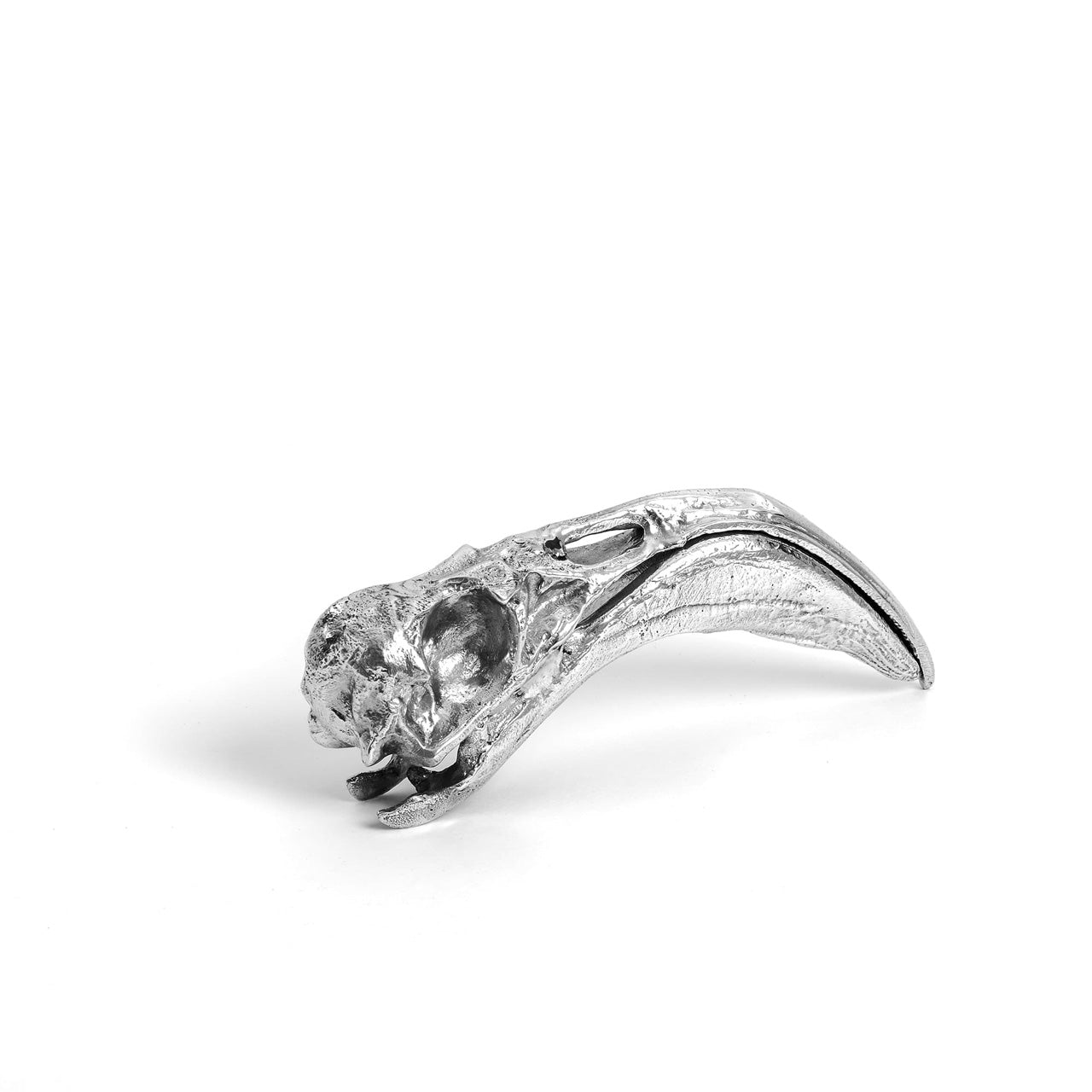 Crâne de Flamant - Collection Wunderkammer