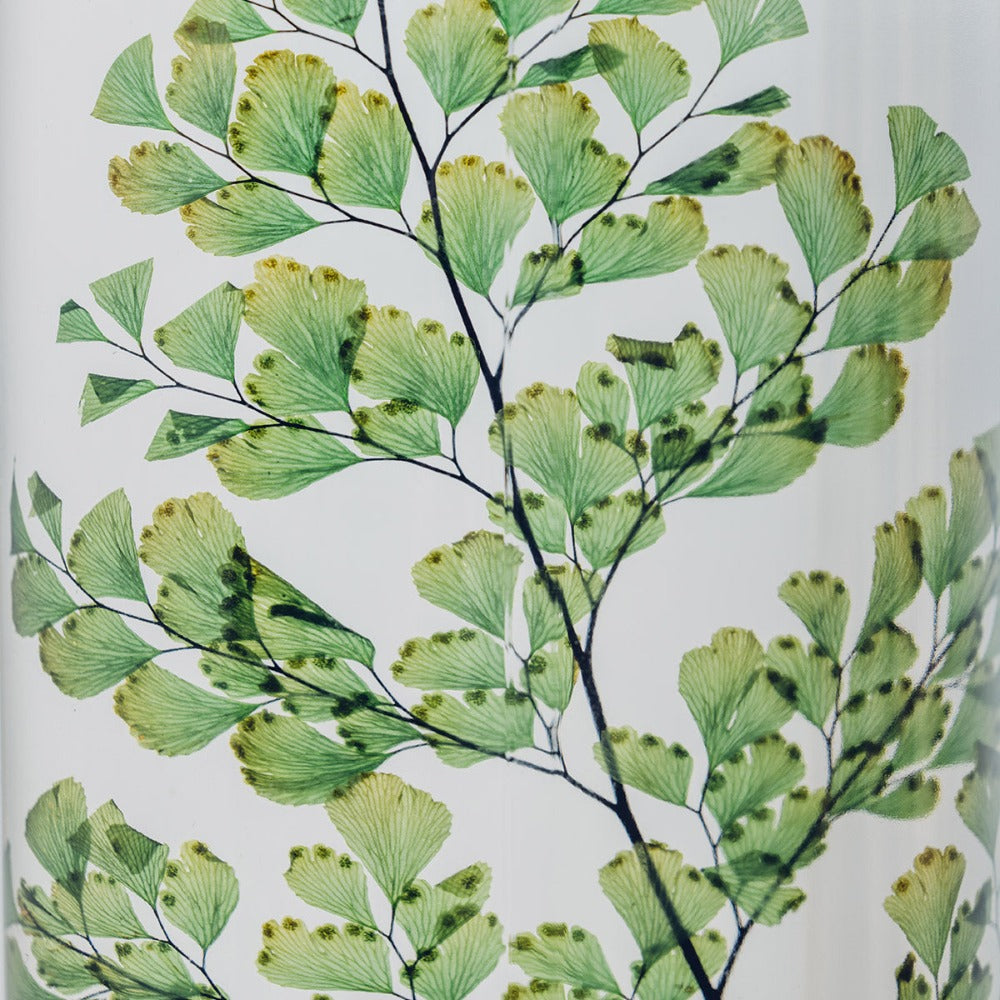 Plante immergée Théophile Berthon - Fougère Luthi verte - Herbarium de Théophile