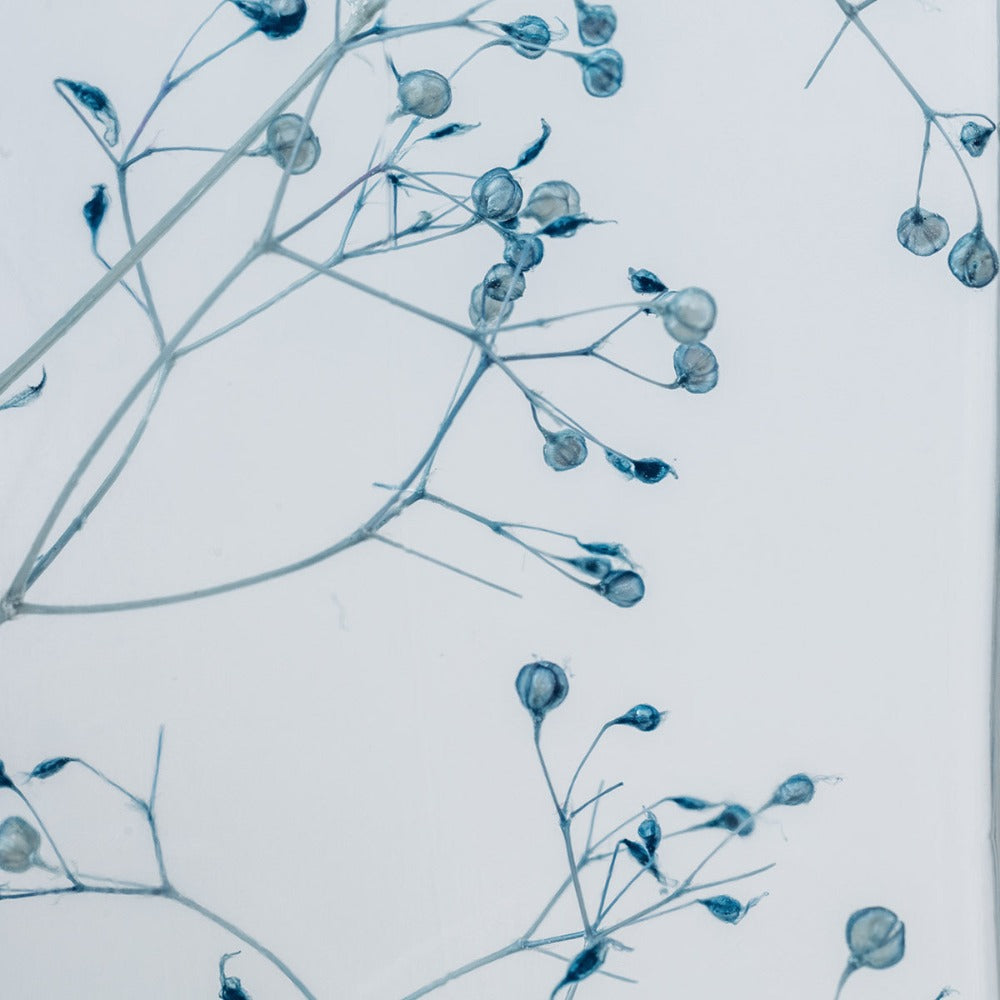 Plante immergée Théophile Berthon - Gypsophile bleu - Herbarium de Théophile