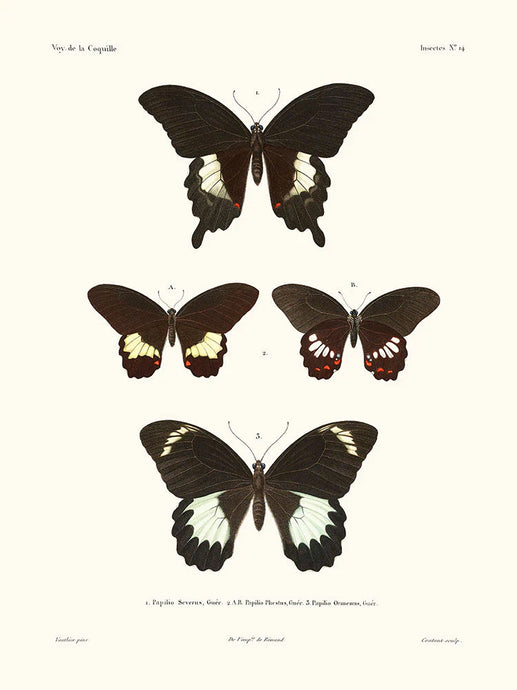 Papillons - La Coquille - Affiche 24x30 cm - Salam Editions