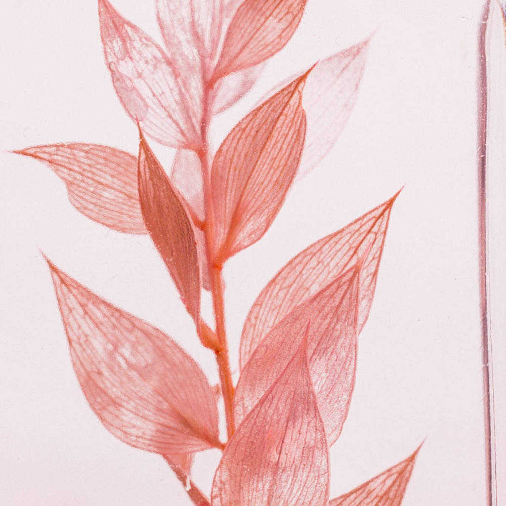 Plante immergée Théophile Berthon Ruscus rose - Herbarium de Théophile
