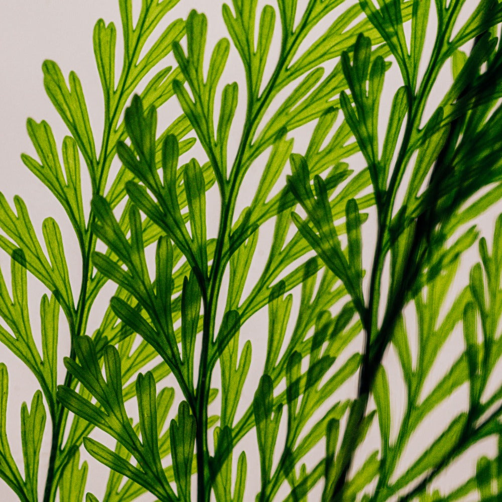 Plante immergée Théophile Berthon - Fougère Tabalia verte - Herbarium de Théophile
