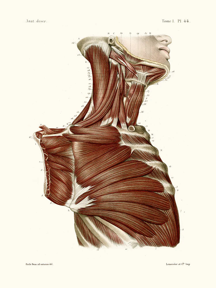 Anatomie PL44 Buste d'Homme - Affiche 24x30 cm - Salam Editions
