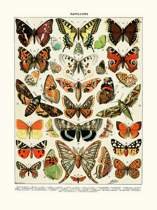 Papillons d'Europe - Affiche 24x30 cm - repro d'une planche entomologique - Salam Editions