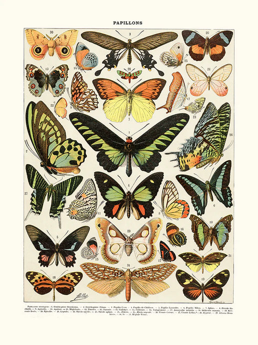 Papillons Exotiques - Affiche 24x30 cm - Salam Editions