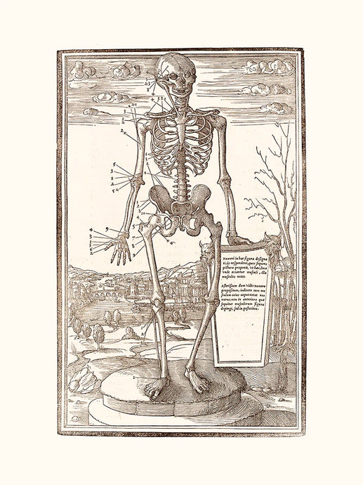 Human Skeleton - Affiche 24x30 cm - Salam Editions
