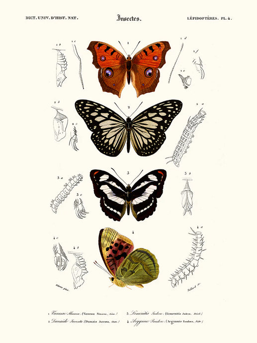 Papillons Vanesse - Affiche 24x30 cm - reproduction d'une planche naturaliste - Salam Eidtions