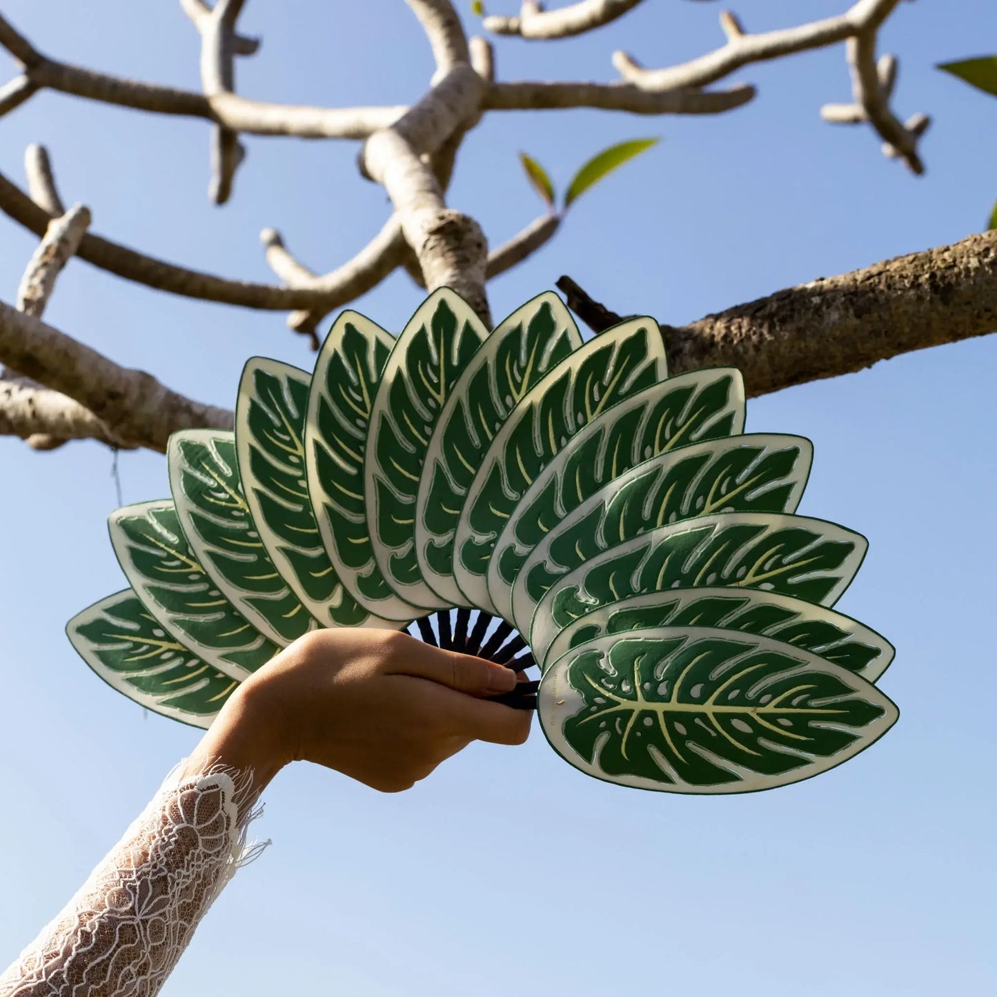 Photo de l'éventail monstera de chez Pubumésu