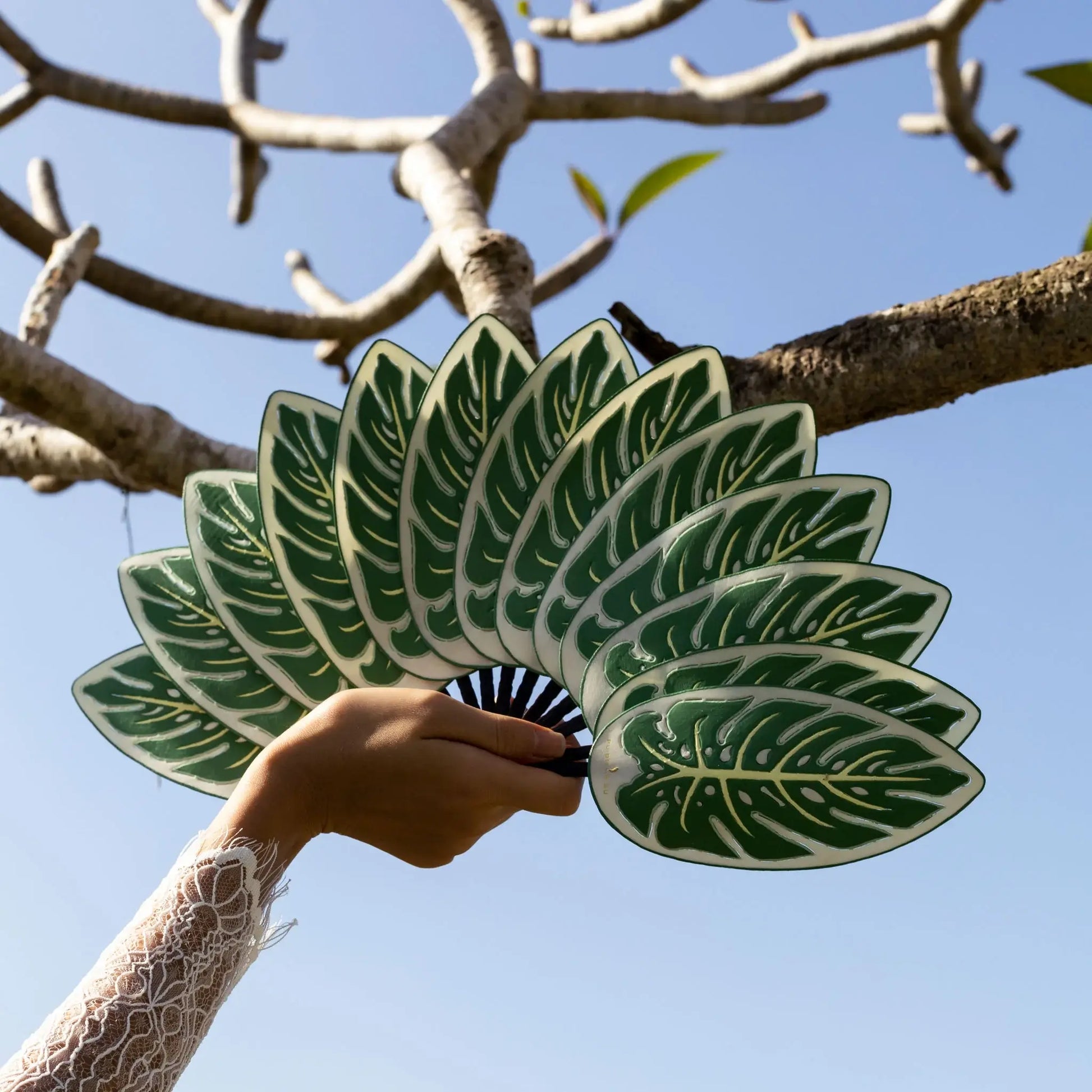 Photo de l'éventail monstera de chez Pubumésu