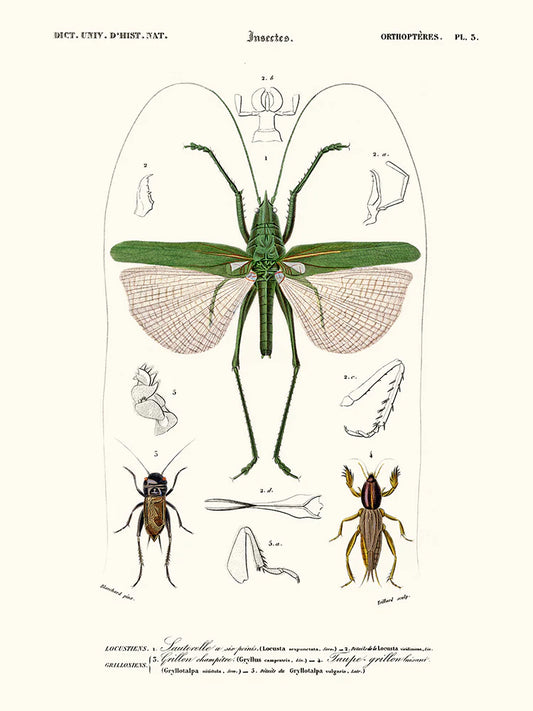 Sauterelle - Affiche 24x30 cm - reproduction d'une planche entomologique - Salam Editions