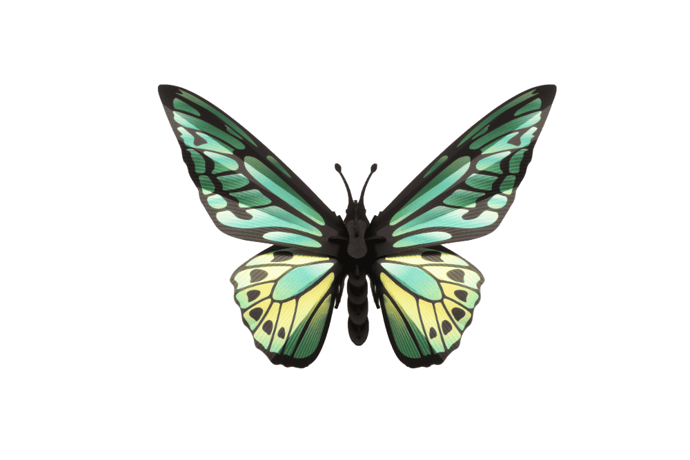 Papillon à Ailes d'Oiseau - Puzzle 3D Collection Insectes - Assembli