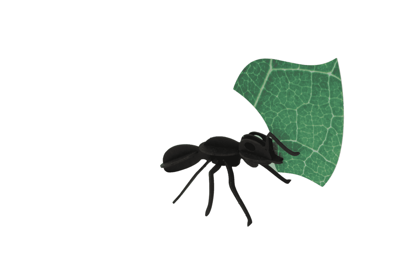 Fourmis Coupeuses de Feuilles - Puzzle 3D Collection Insectes